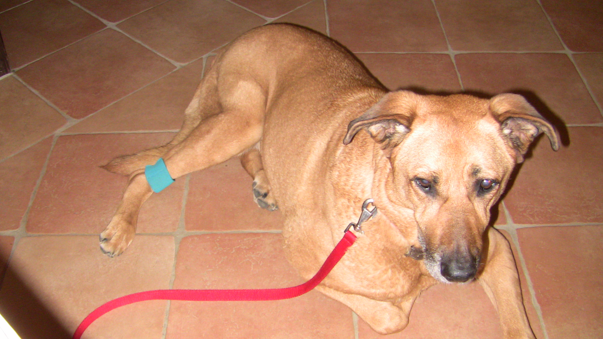 Cora noch im Trainingsoutfit - Gewichtsmanschette.JPG (1920 x 1080)